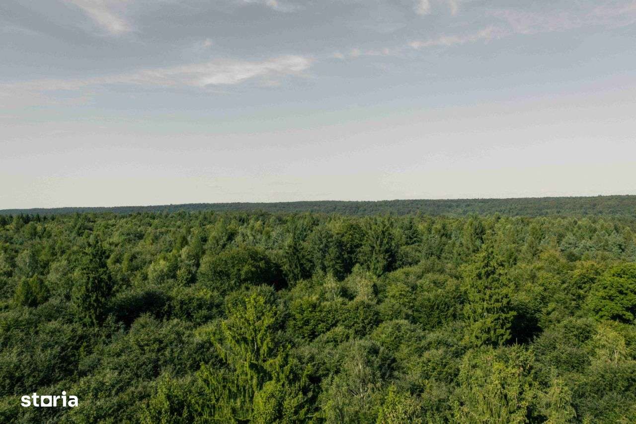 Vand padure Vitanesti Teleorman - Imagine principală: 2/2