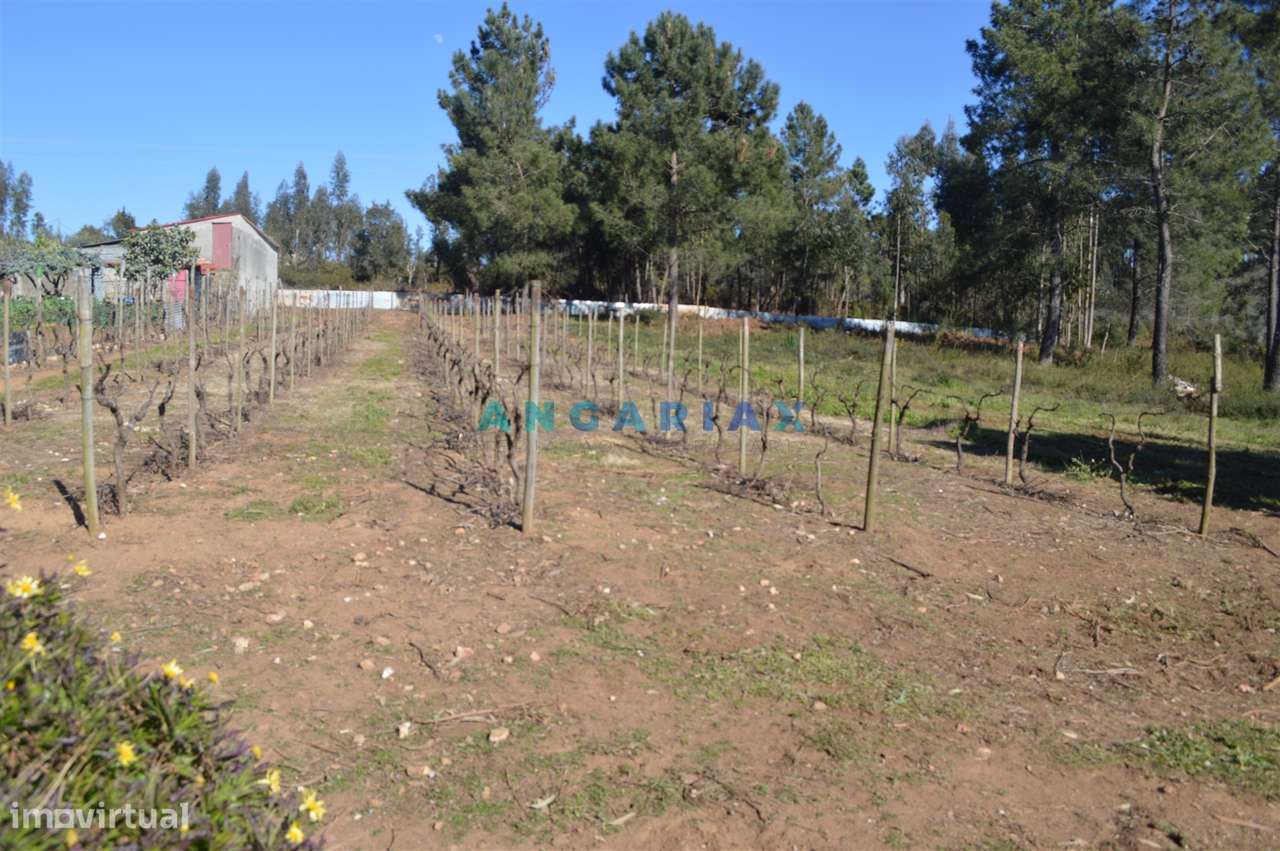 ANG747 - Terreno de 17200m2 para Venda em Figueiró dos Vinhos, Leiria - Grande imagem: 4/47