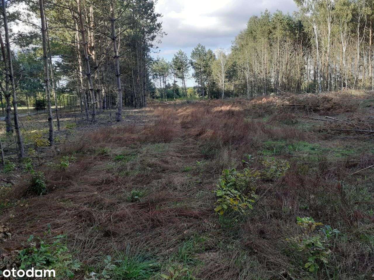 Działka budowlana w sąsiedztwie lasu blisko jezior - Pełny obrazek: 5/6