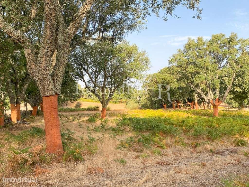 Quinta de 10 ha com projeto aprovado para 2 moradias em Marvão-54