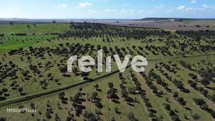 Herdade de 60,7 hectares a poucos minutos de Aljustrel - Grande imagem: 4/23