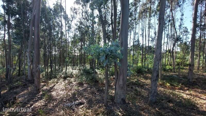 Terreno para construção em Escapães. - Grande imagem: 4/7