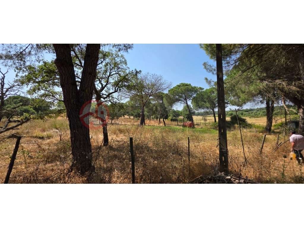 Herdade com 87 Hectares com Sobreiros, Eucaliptos, Pinheiros Mansos... - Grande imagem: 5/57