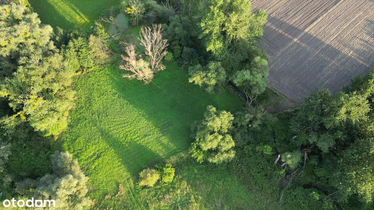 Piękne działki 86a Olesin, blisko Pałac Potockich, stawy, park - Pełny obrazek: 5/10