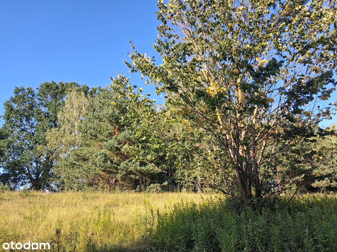 działka budowlana z widokiem na Puszczę Kampinoską Korfowe - Pełny obrazek: 3/4