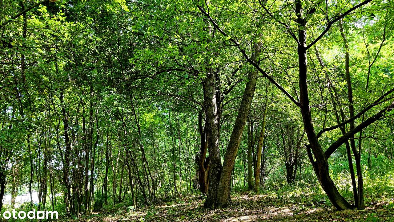 Piękna działka blisko centrum przy lasku - Pełny obrazek: 5/13