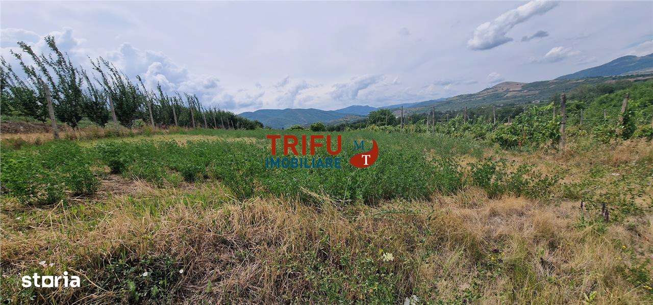 Teren extravilan 600 mp în Șard – perfect pentru proiecte viitoare - Imagine principală: 3/7