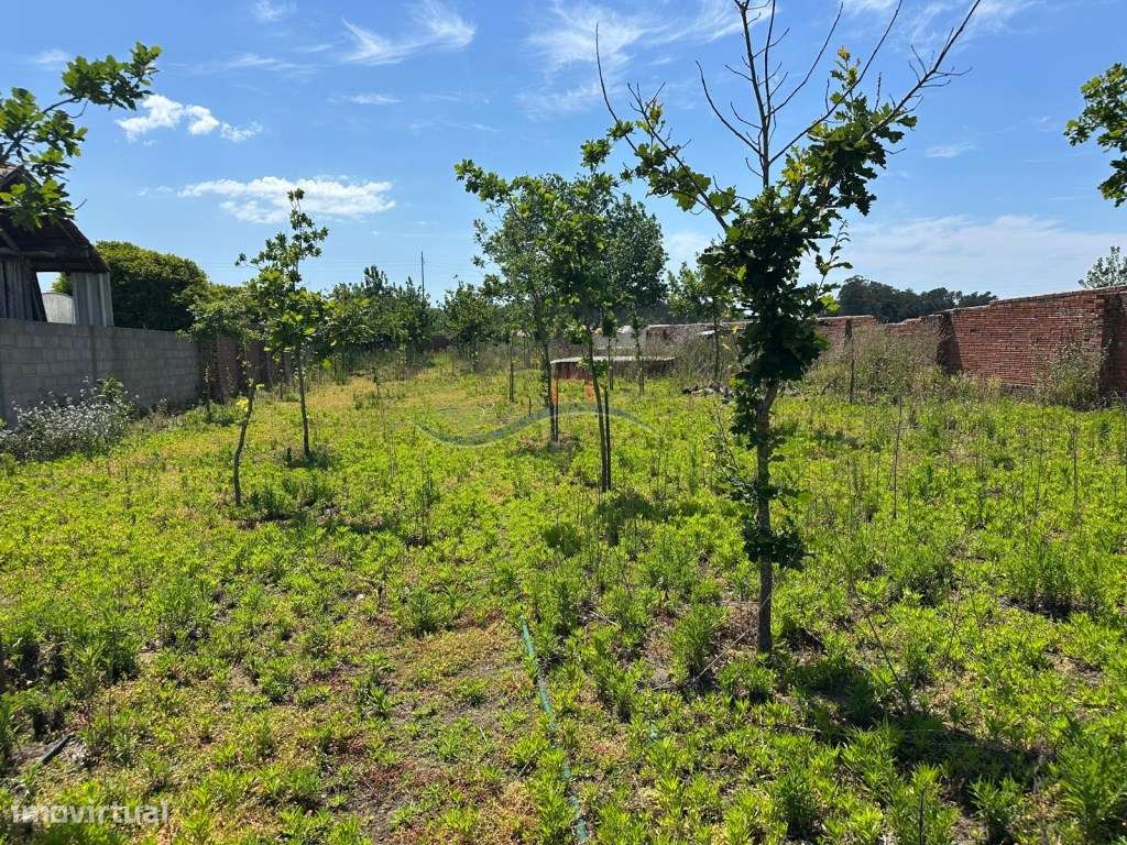 Terreno - Granja, Monte Real - Grande imagem: 3/15