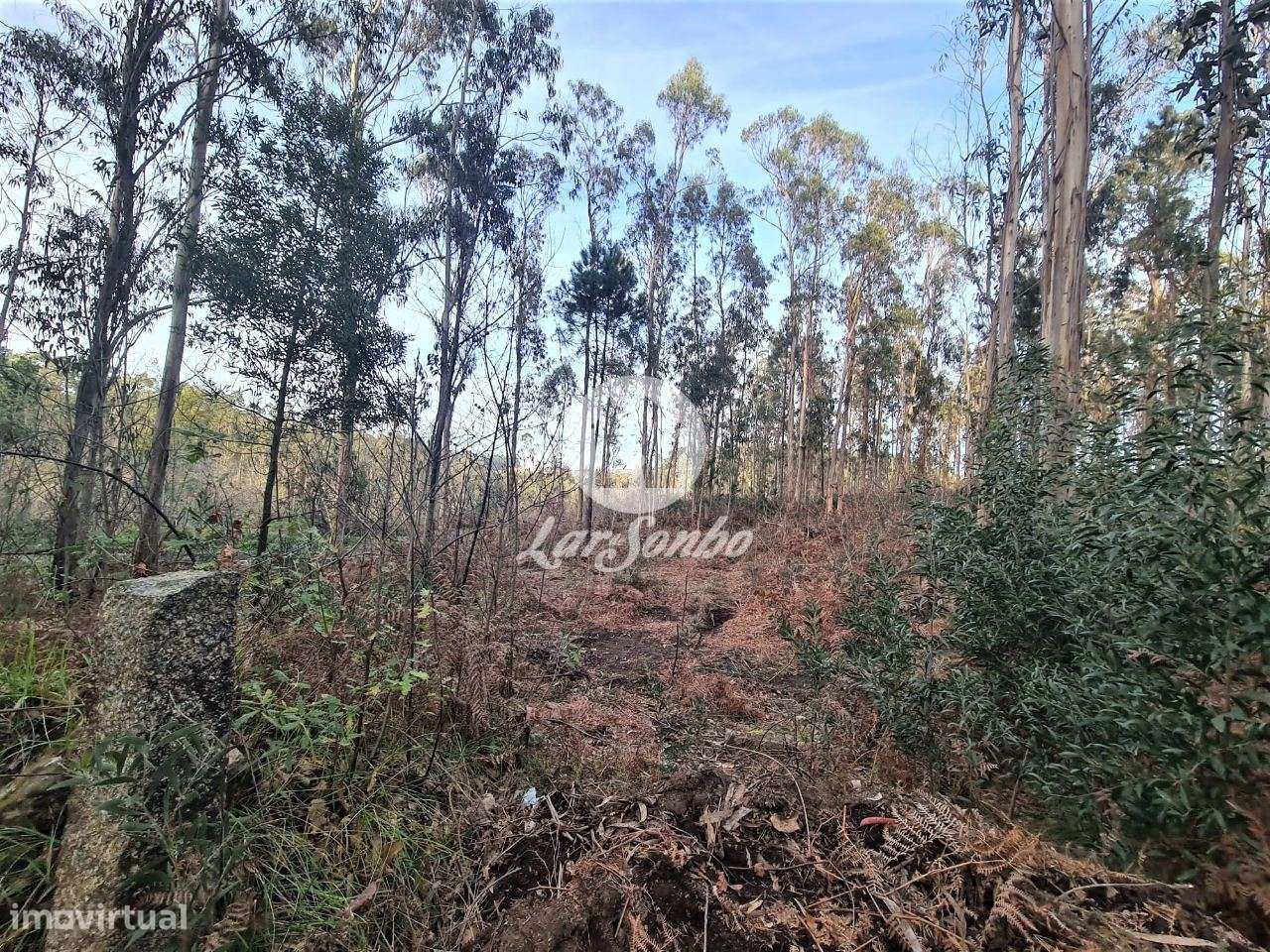 Bouça c/ 8.000m2 em Tougues, Vila do conde - Grande imagem: 4/4