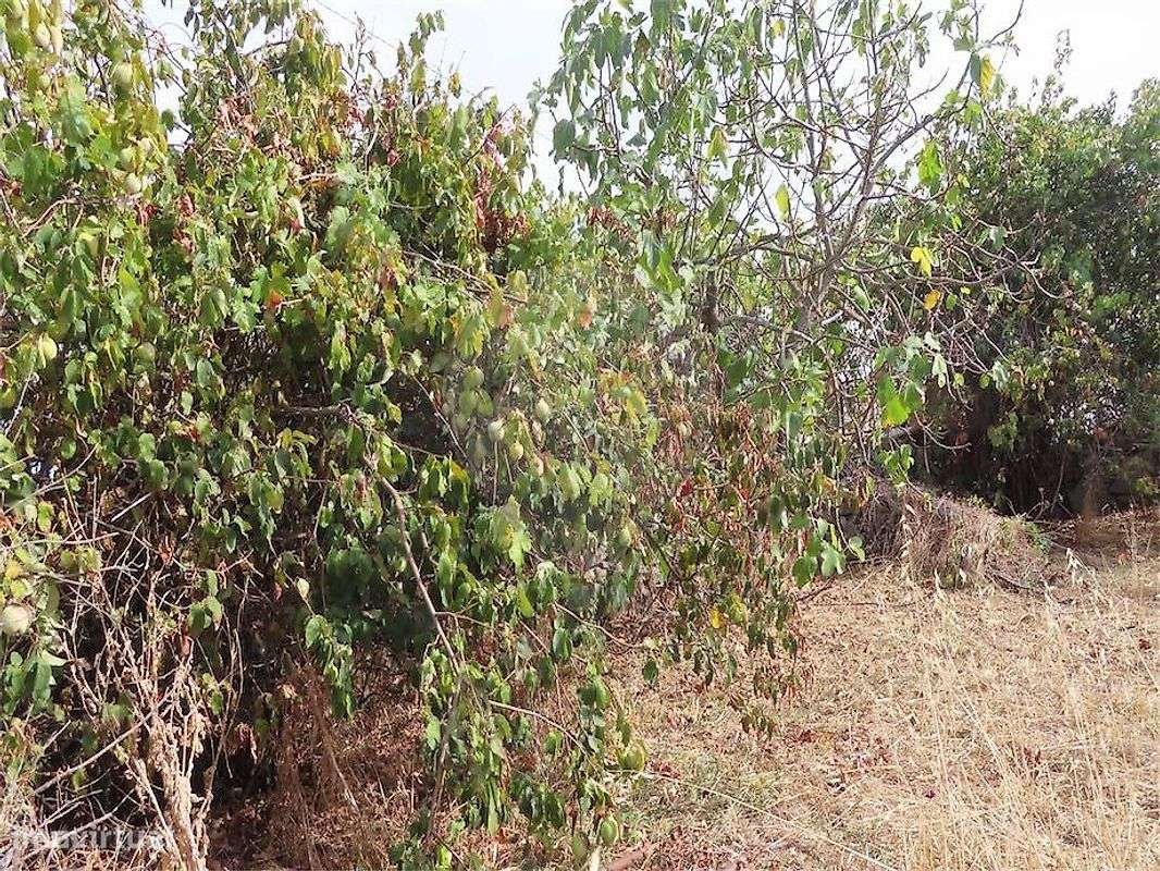 Quinta  para venda-28