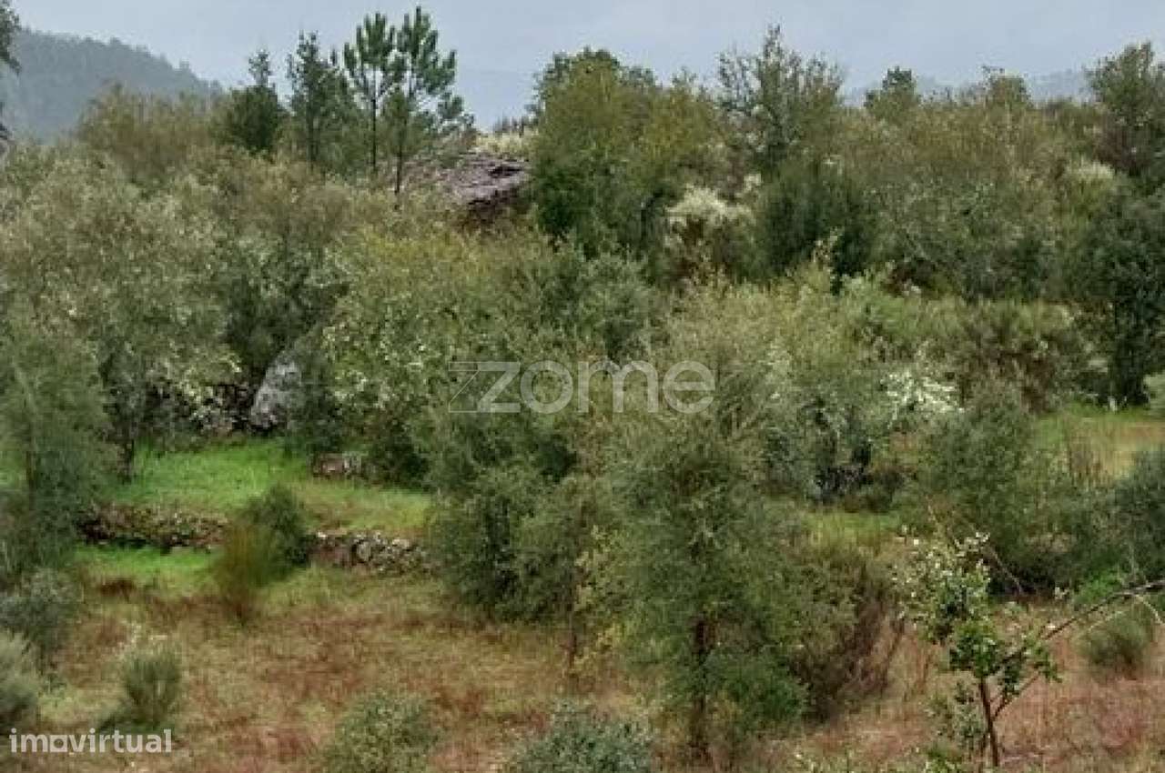 Terreno Urbanizável com Olivais| Riodades | São João da Pesqueira - Grande imagem: 3/30