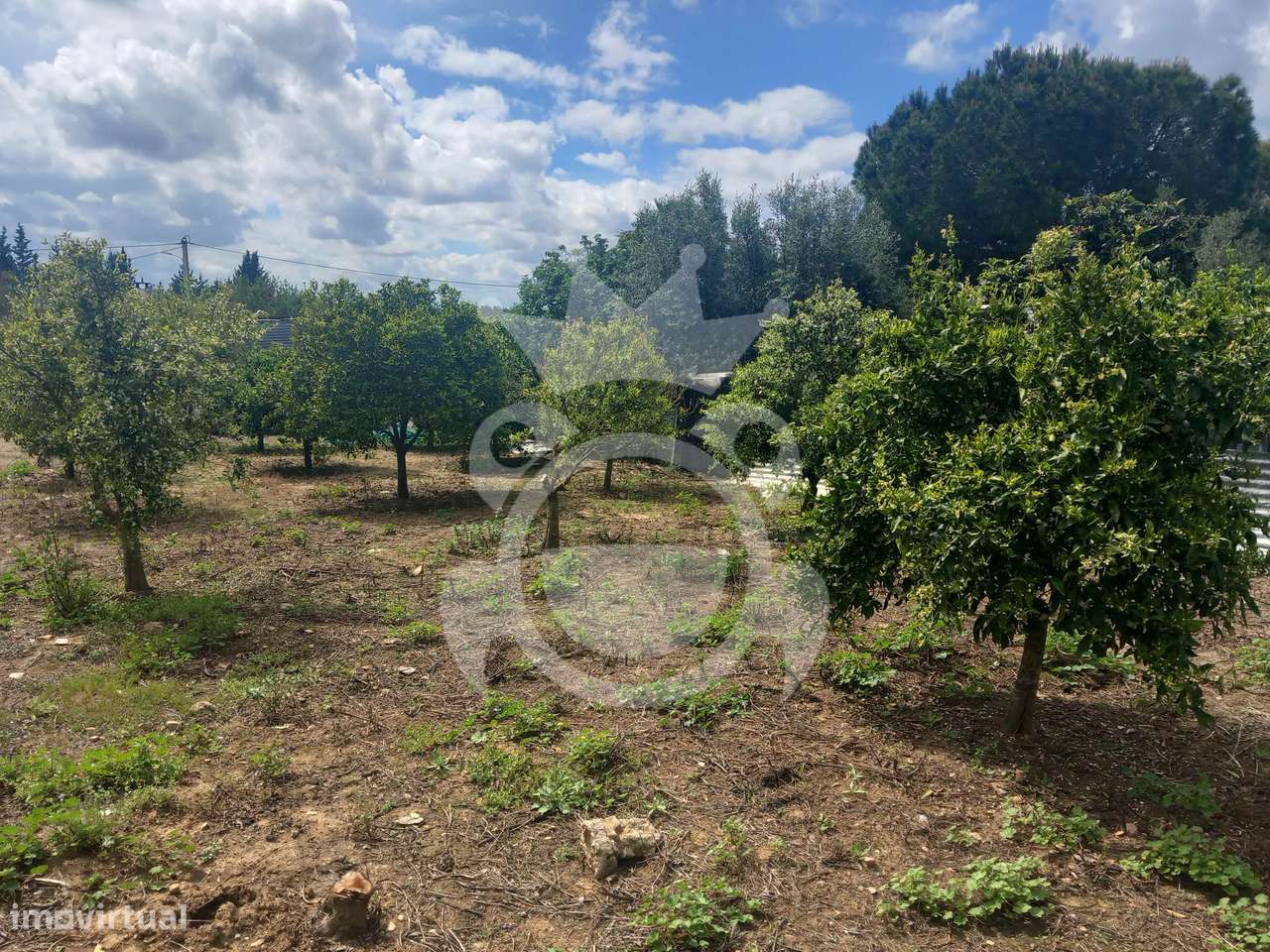 Terreno Rústico - Serpa - 3250m2 - Grande imagem: 5/14