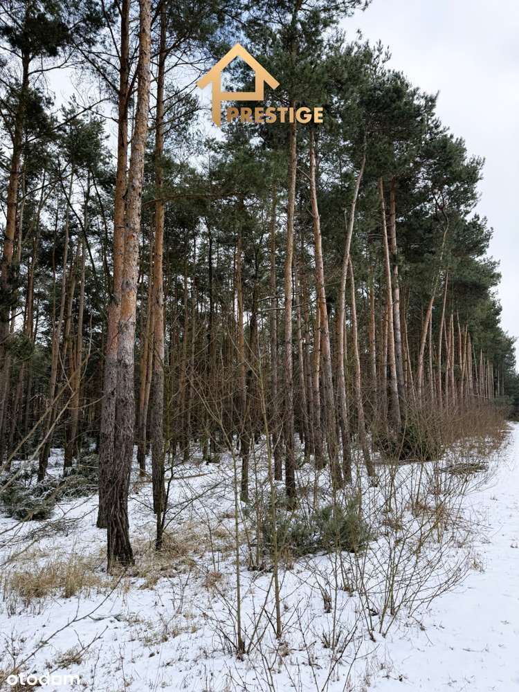 Wyjątkowa enklawa 4,94ha działka budowlana z lasem-9