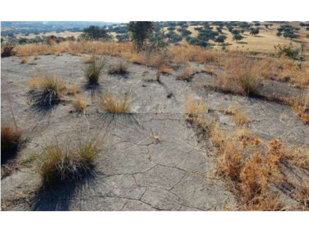 Terreno Rústico com 11 ha, perto de Reguengos de Monsaraz - Grande imagem: 5/8