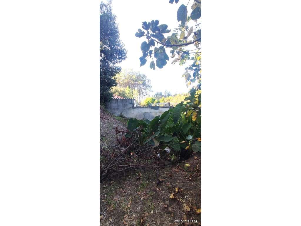 Quinta com duas moradias, anexos, diversas arvores de fruto, vinha ...-6