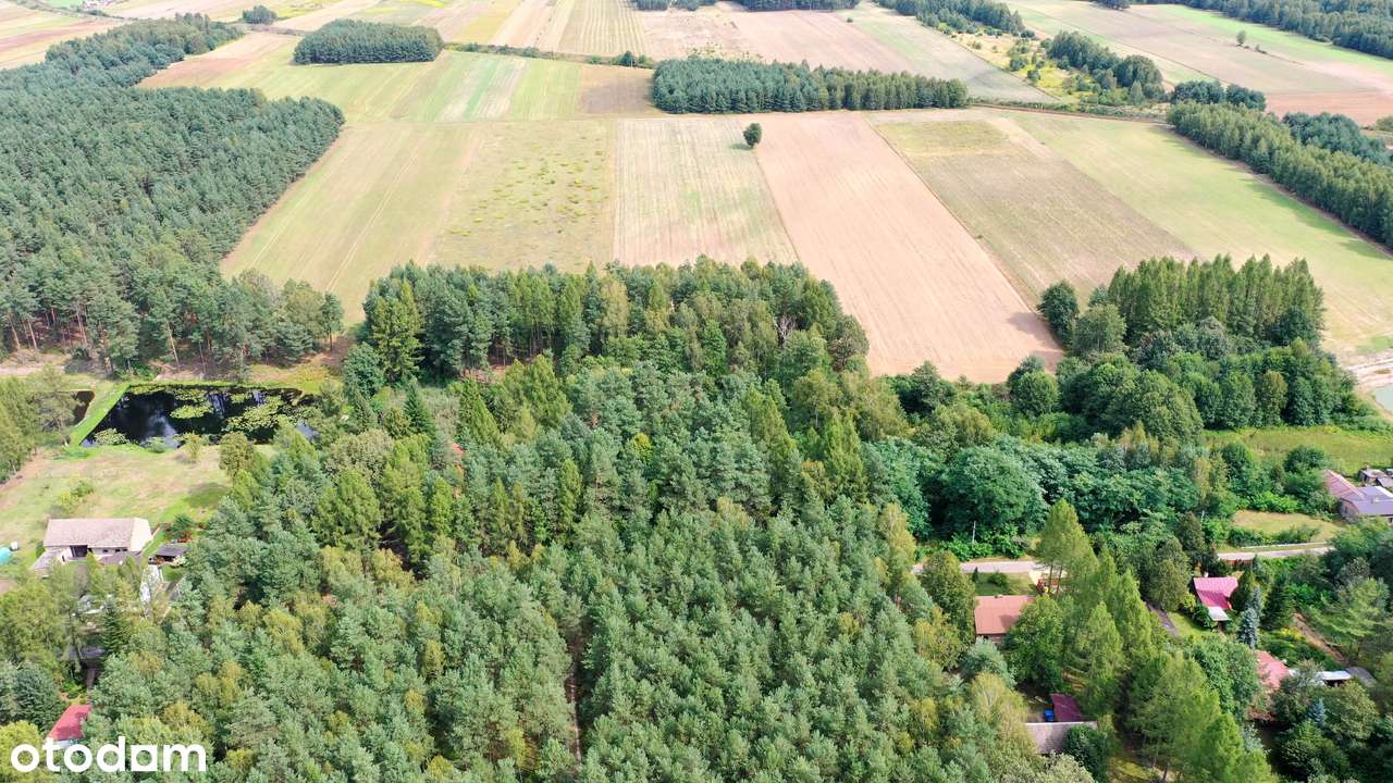 Bardzo ładna działka rekreacyjno- leśna Koski Drugie ze stawem