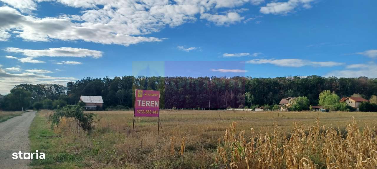 Gulia teren 11.157 mp, lângă Pădurea Cereanca - Imagine principală: 1/4