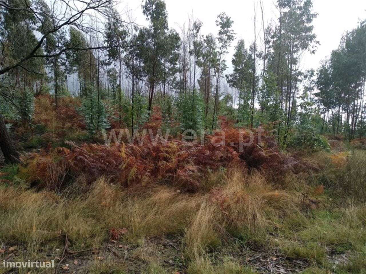 Terreno em Arnozela - Grande imagem: 2/4