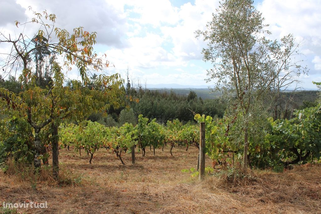 Terreno de construção com vinha, oliveiras e árvores de fruto, Parada,