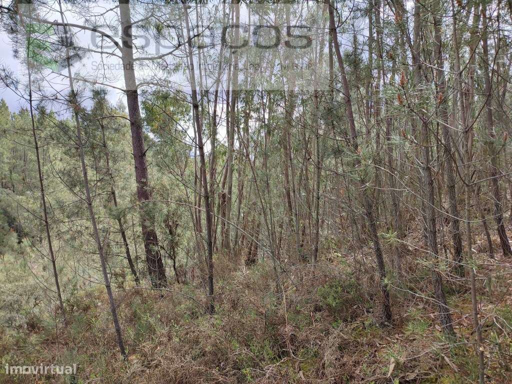 Terreno rústico próximo de Castelo Branco - Grande imagem: 4/10