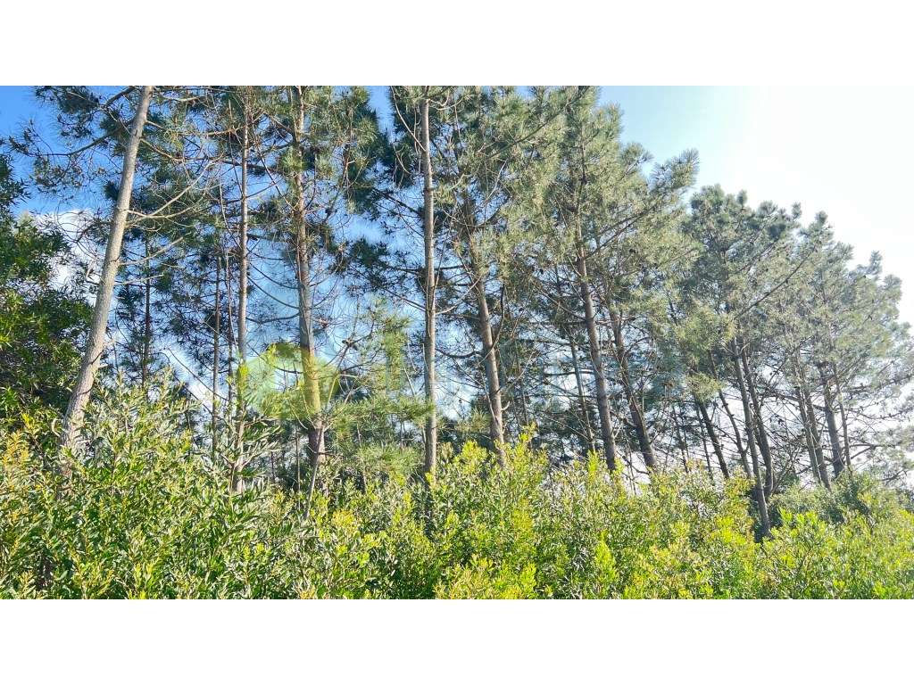 Terreno Rústico com Elevado Potencial de Valorização em Aljezur - Grande imagem: 2/3