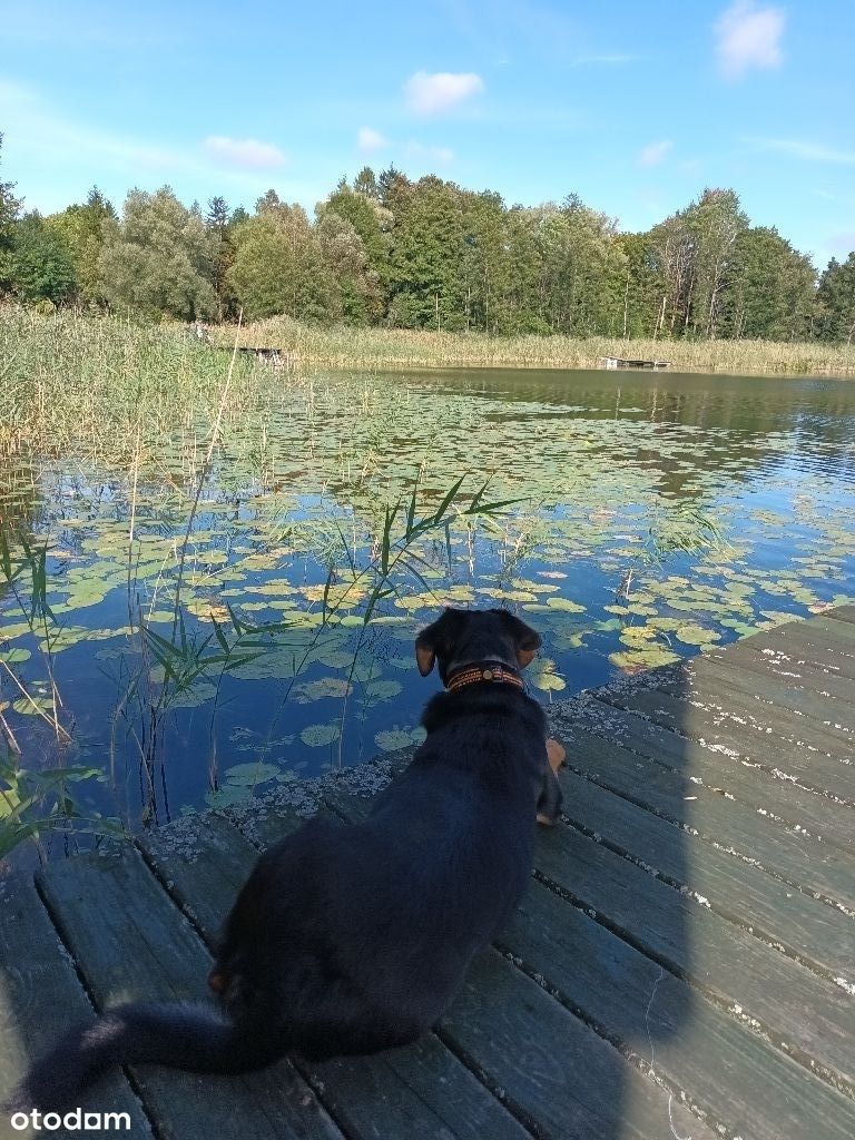 Działka/Siedlisko nad jeziorem Gromskim, Mazury