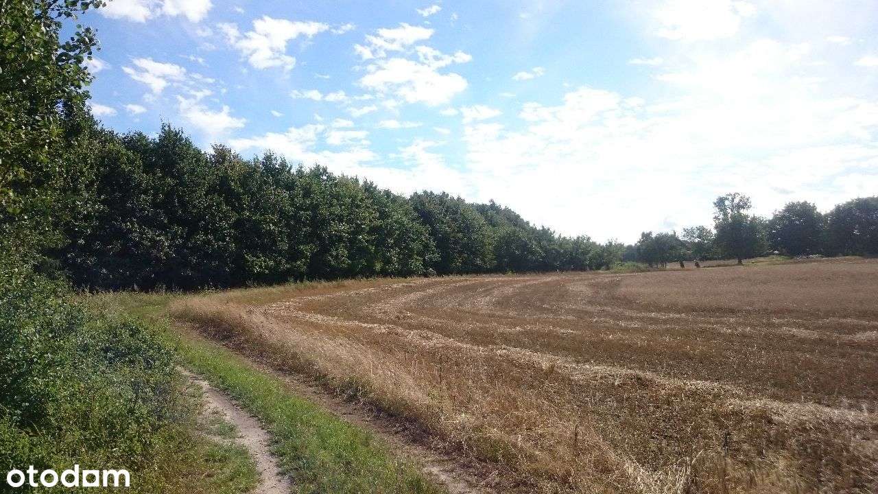 Ładne działki, las, jezioro-Nienawiszcz-PROMOCJA!!-9