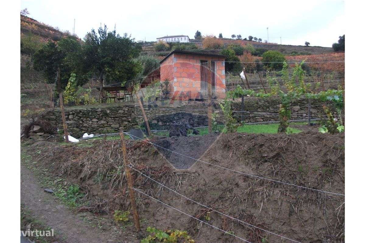 Terreno com vinha nova, campo e pomar - Grande imagem: 5/16