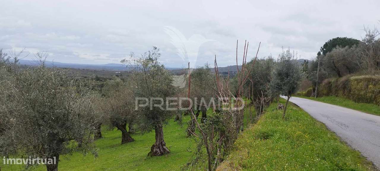 Olival - Grande imagem: 4/6