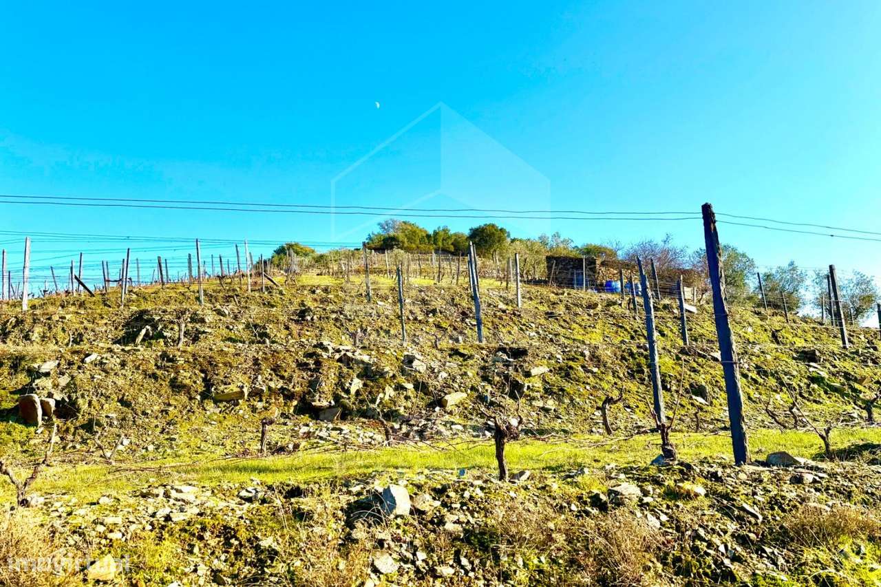 Fraga da Moira – Propriedade Única no Douro - Grande imagem: 4/7