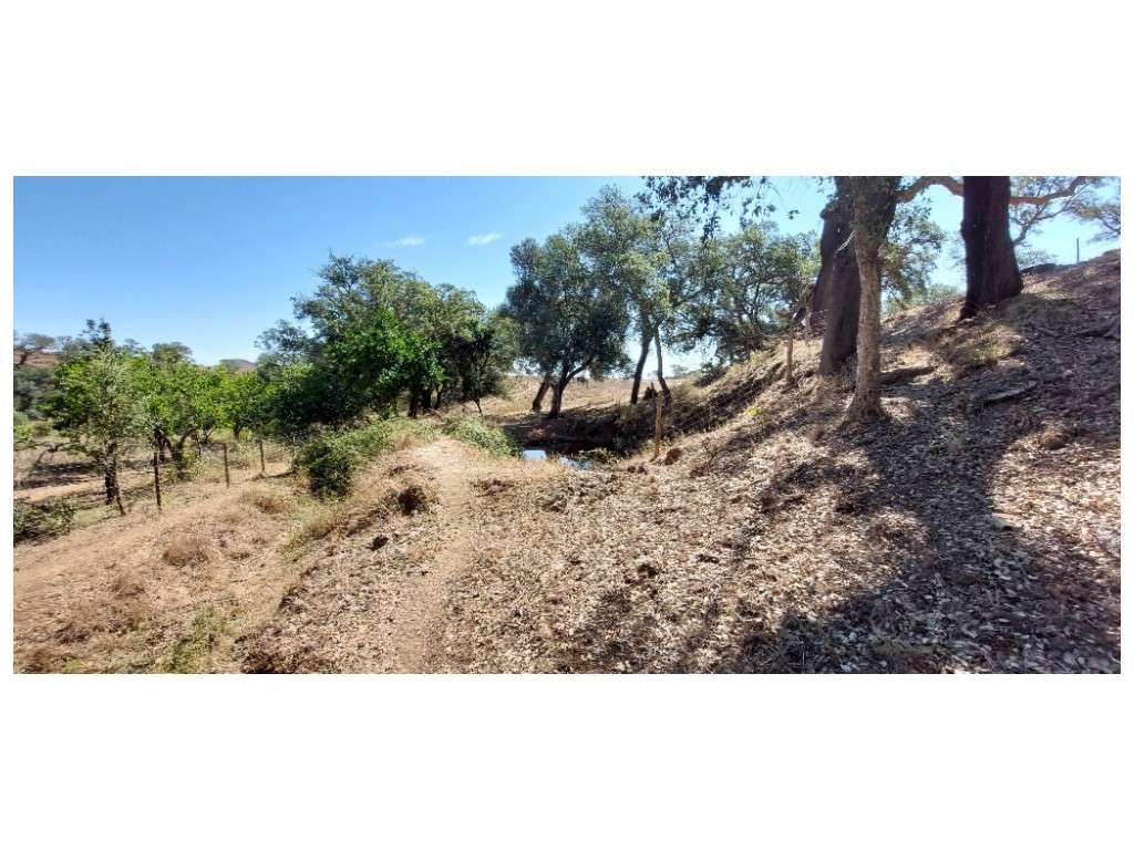 HERDADE 92 ha l Colos-42