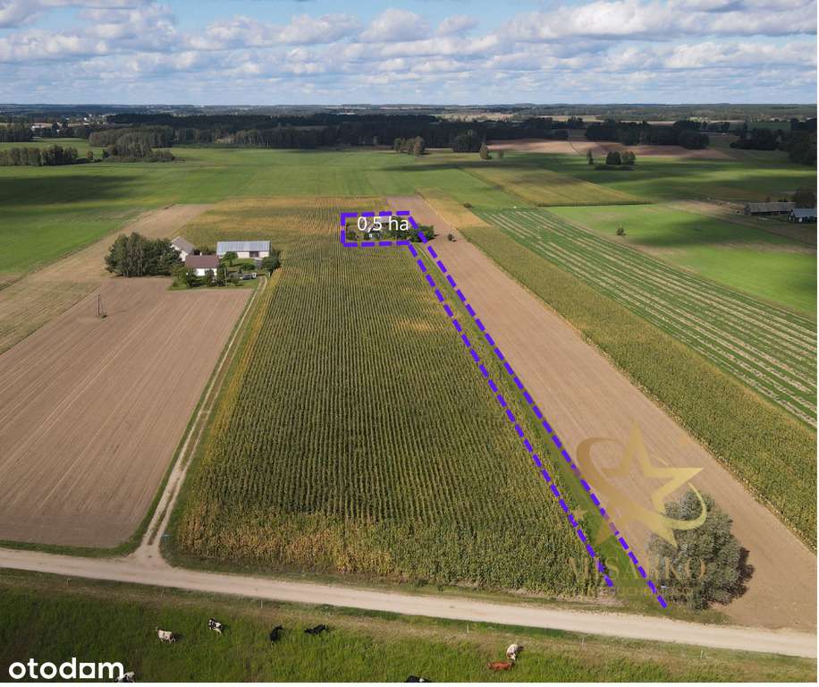 Siedlisko w Grądach, gm. Knyszyn - Pełny obrazek: 2/17