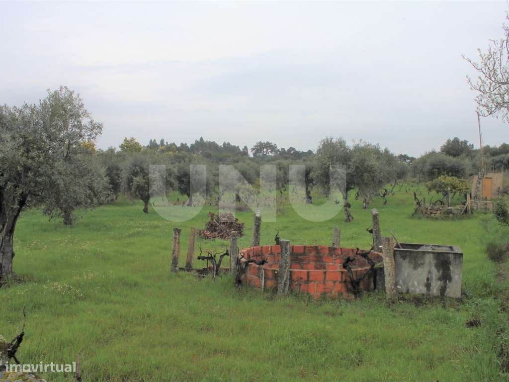 Terreno Rústico para Venda em Escalos de Cima. - Grande imagem: 2/14
