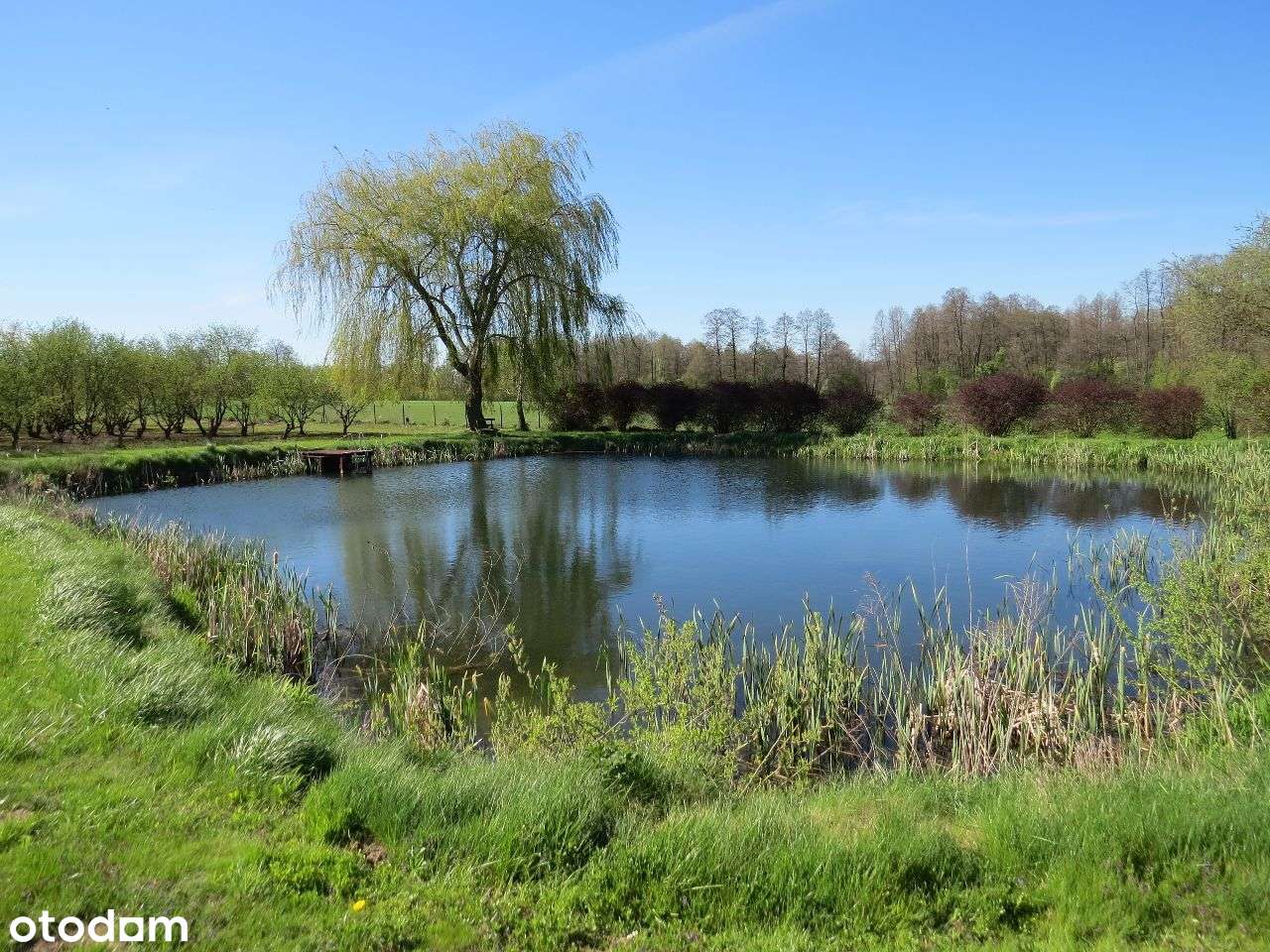 SPRZEDAM! Gospodarstwo sadownicze z domem! - Pełny obrazek: 3/20