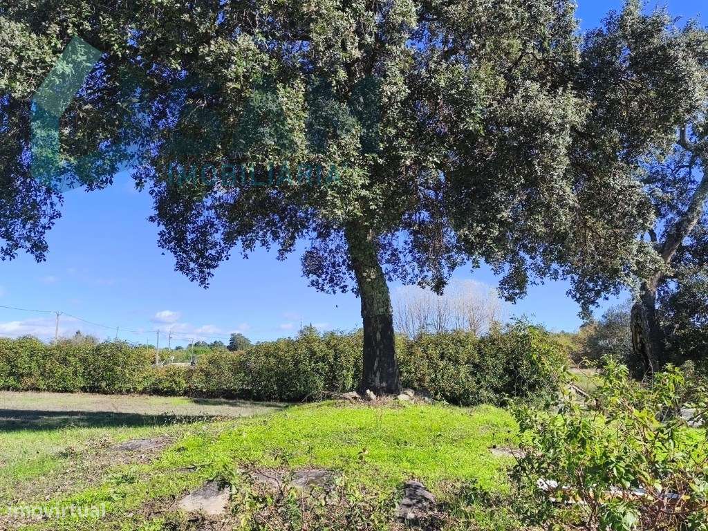 Herdade em Juncais - Fornos de Algodres, Guarda-8