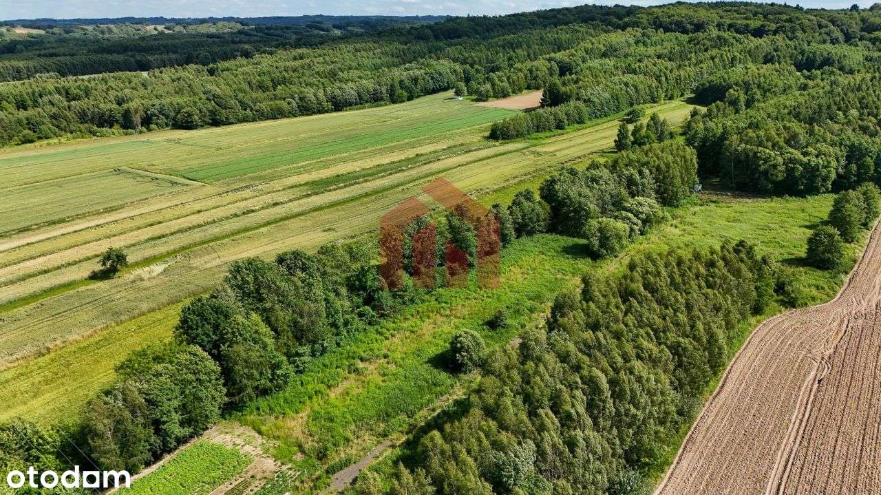 53 ary z lasem, nie opodal Dk94, kemping - Pełny obrazek: 5/14