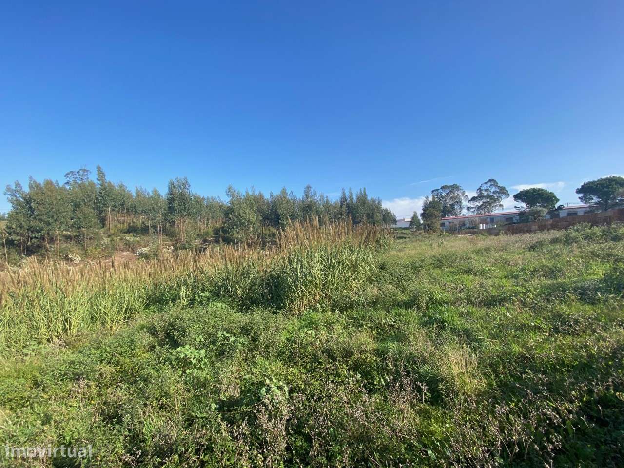 Terreno com 3.100 m2 - Vidais, Caldas da Rainha-5