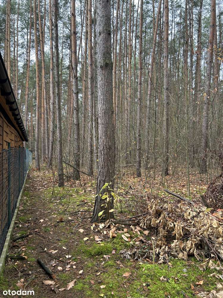 Urokliwa działka w samym środku lasu, 3200 m2 - Pełny obrazek: 4/16