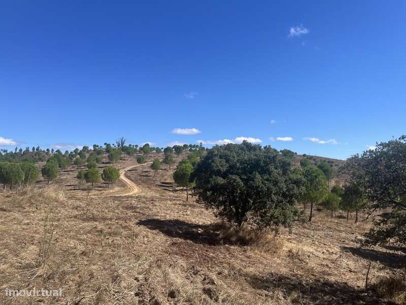 Herdade com 48ha de Natureza c/ Ruína de 53 m² – Ideal Projetos Rurais-15