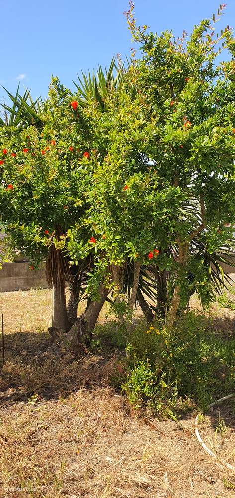 Quinta  5000m2 Viver no Campo Com a Cidade Por Perto Passil Alcochete-20