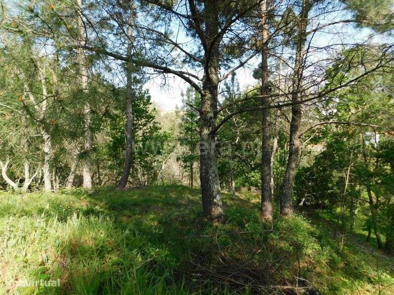 Lote / Seia, Seia - Grande imagem: 3/5