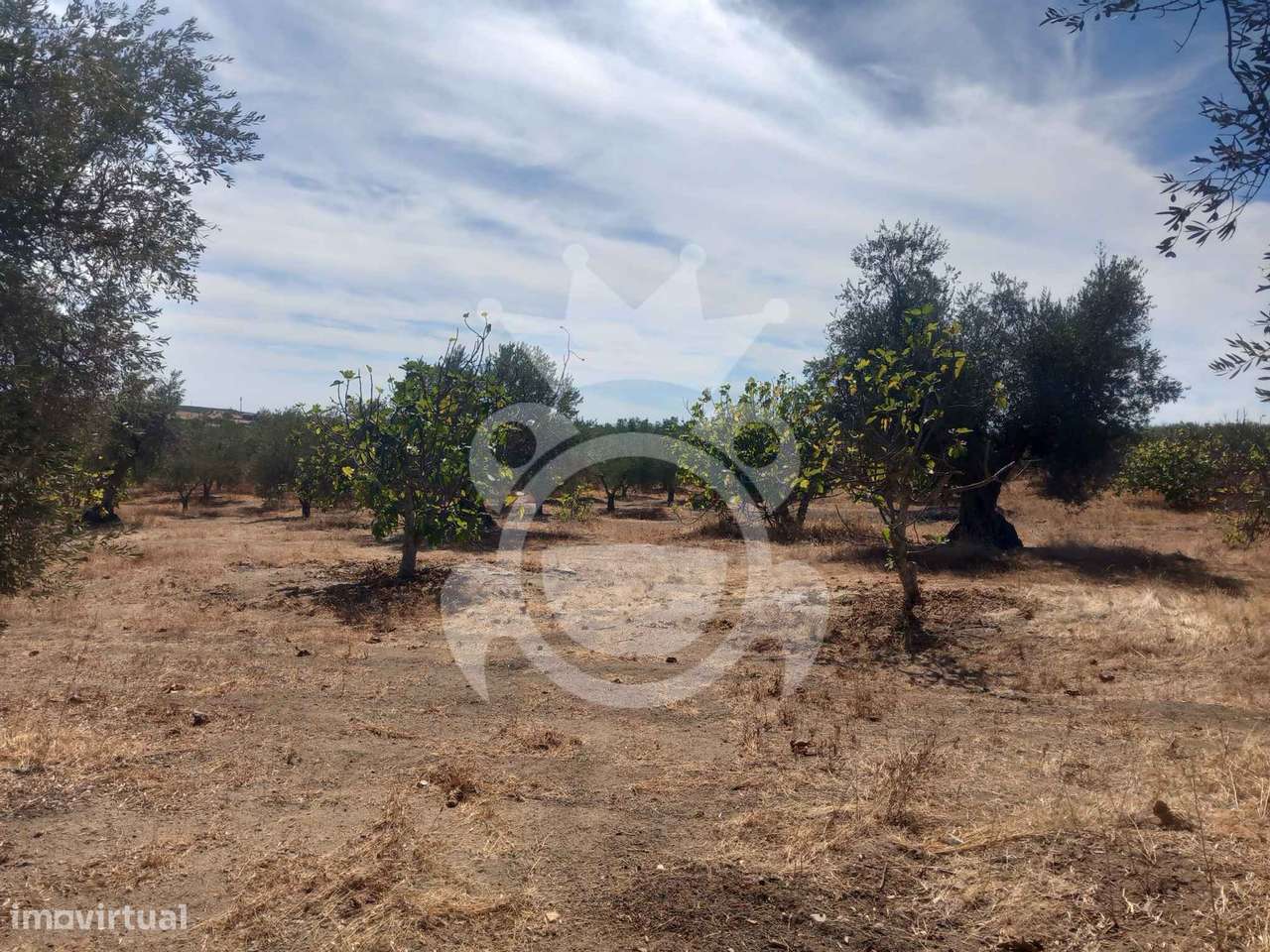 Olival tradicional com dependência agrícola - Vale de Vargo-9