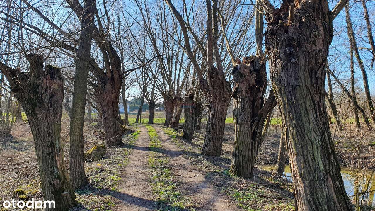 Działka, 29500.0 m², Dębówka - Pełny obrazek: 5/20