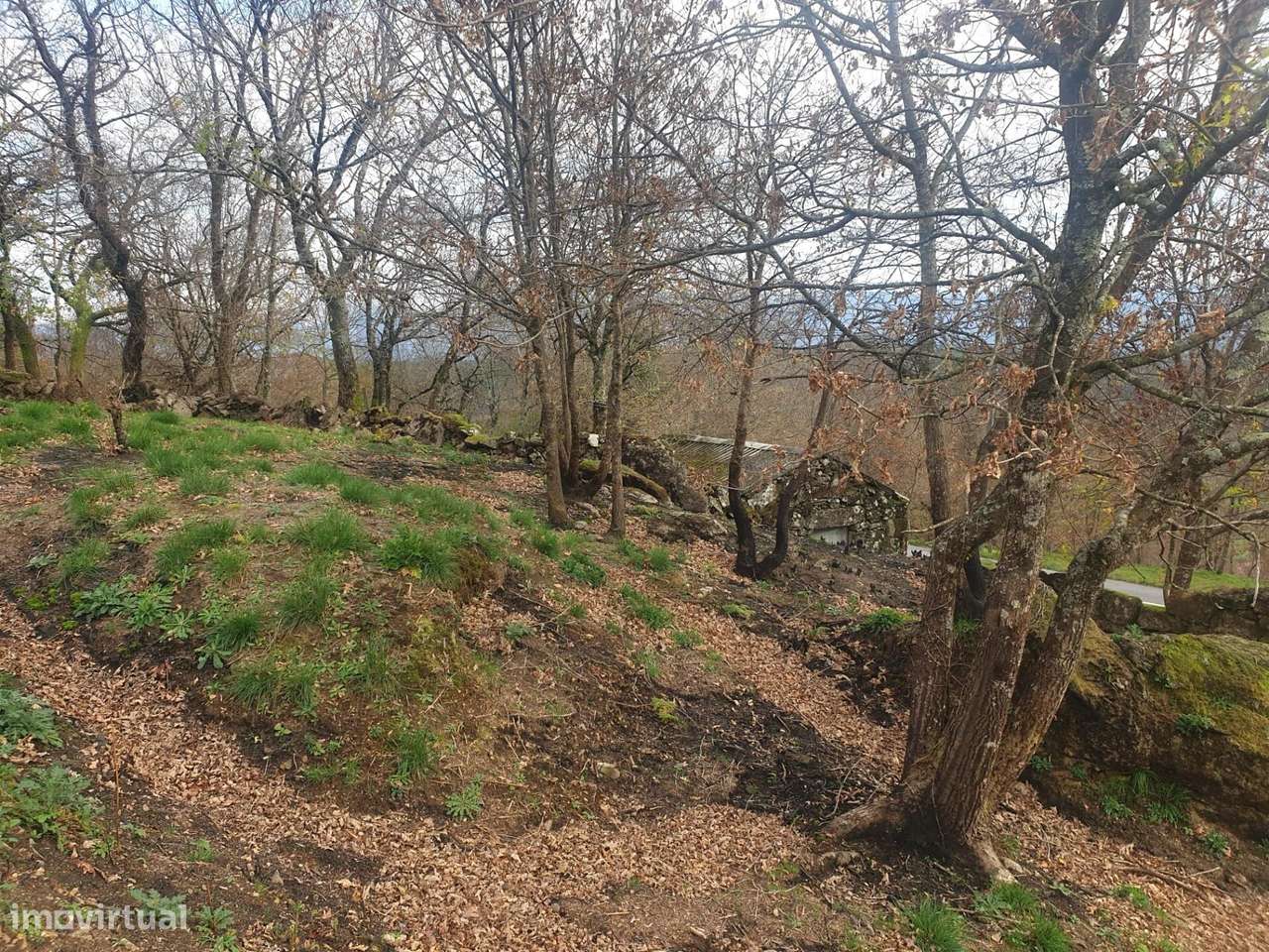 Propriedade na Aldeia de Asnela – Oportunidade Única para Turismo ou A - Grande imagem: 5/21