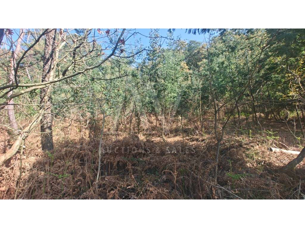 Terreno Rústico - S. MIGUEL DE VILA BOA - SÁTÃO |LEILÃO ELETRÓNICO|... - Grande imagem: 5/6