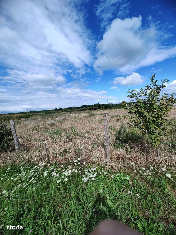 Teren intravilan Bacia,1700 de pătrați, utilitățile in apropiere - Imagine principală: 4/4