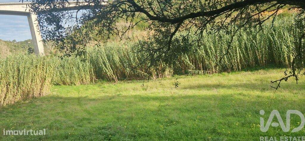 Terreno Agrícola em Carvoeira - Grande imagem: 2/23