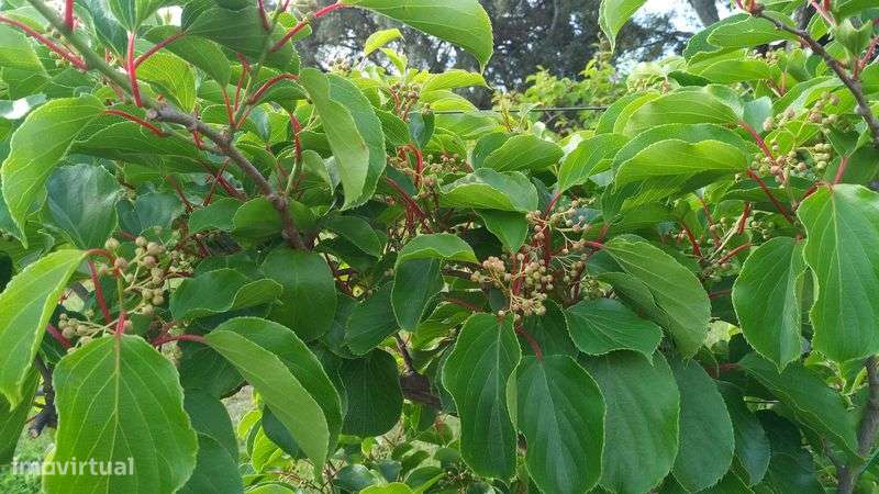 Pomar em produção - Grande imagem: 2/12