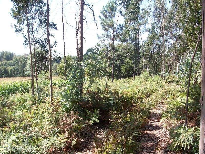 Terreno de 23.000m2, com 40% de implantação industrial na Junqueira - Grande imagem: 5/11