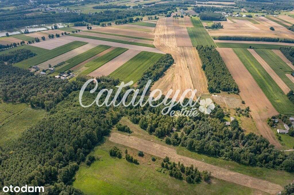 Inwestycja/Ranczo/pod Warszawą/las/cisza/spokój/ - Pełny obrazek: 4/12